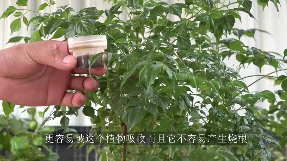 老油子给幸福树打顶，每次都能长出多分枝，有何技巧？