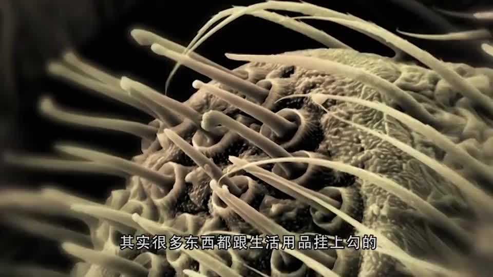 口红是用虫子尸体做的，而且越贵的虫子越多，看了你还敢用吗？