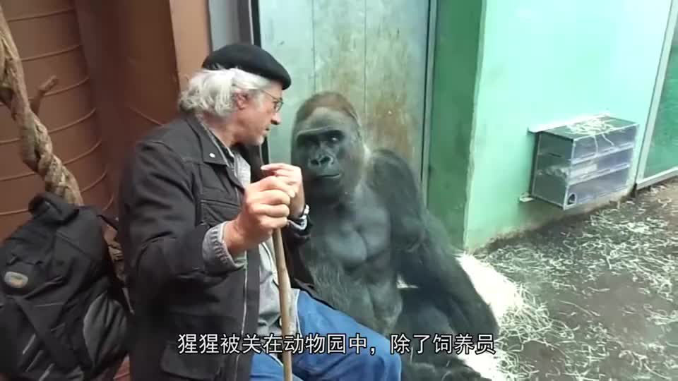 猩猩和饲养员交朋友，这一幕太有爱了，镜头记录搞笑过程！