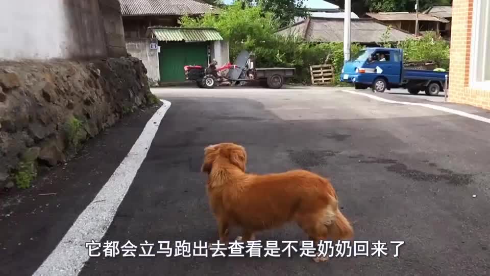 老人晕倒在山里，机智的狗狗给警察带路，最终老人得以获救
