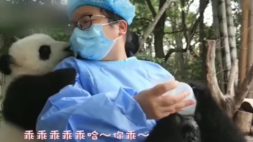 熊猫奶爸和奶妈的快乐，你根本想象不到