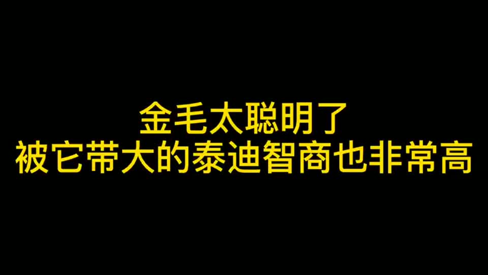 金毛米拉太聪明了，看见女主人夸别的狗狗，它就开始装委屈！