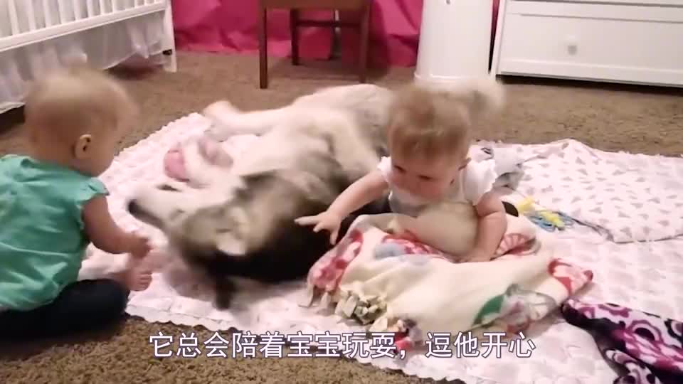 二哈挑衅比特犬，惨被比特犬咬脸，二哈：大哥能不咬脸吗