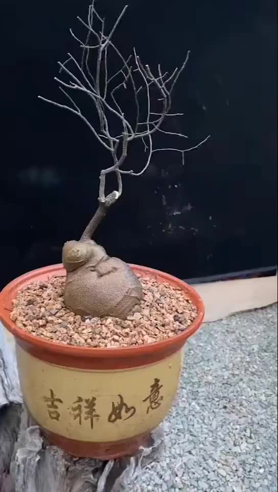 小朴树坨坨上盆了怎么谁见了都说我这盆子配的太烂了_手机新浪网