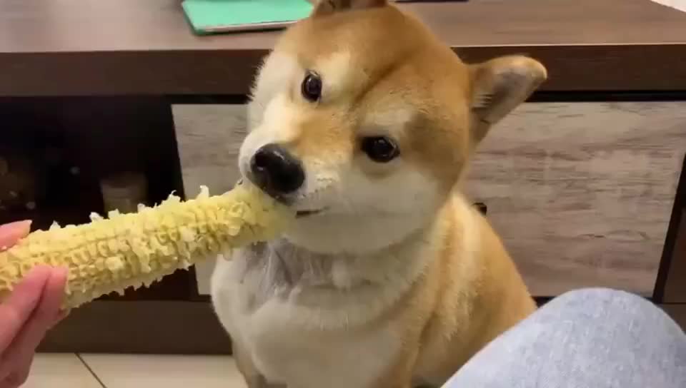 柴犬:主人你吃玉米棒子,我吃玉米粒这样很公平