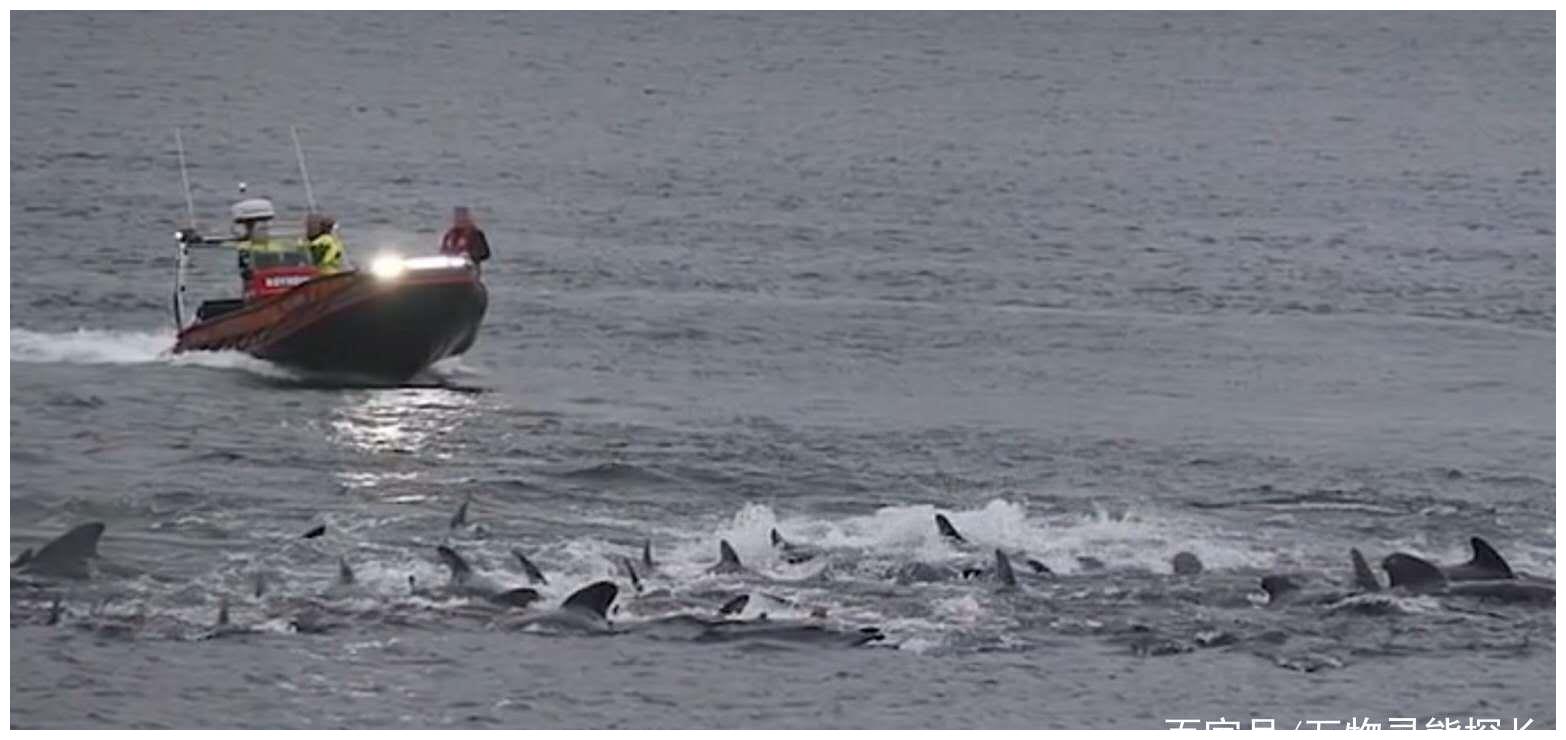 鯨魚曾是水陸兩棲動物?下水5000多萬年,為何沒進化出腮?