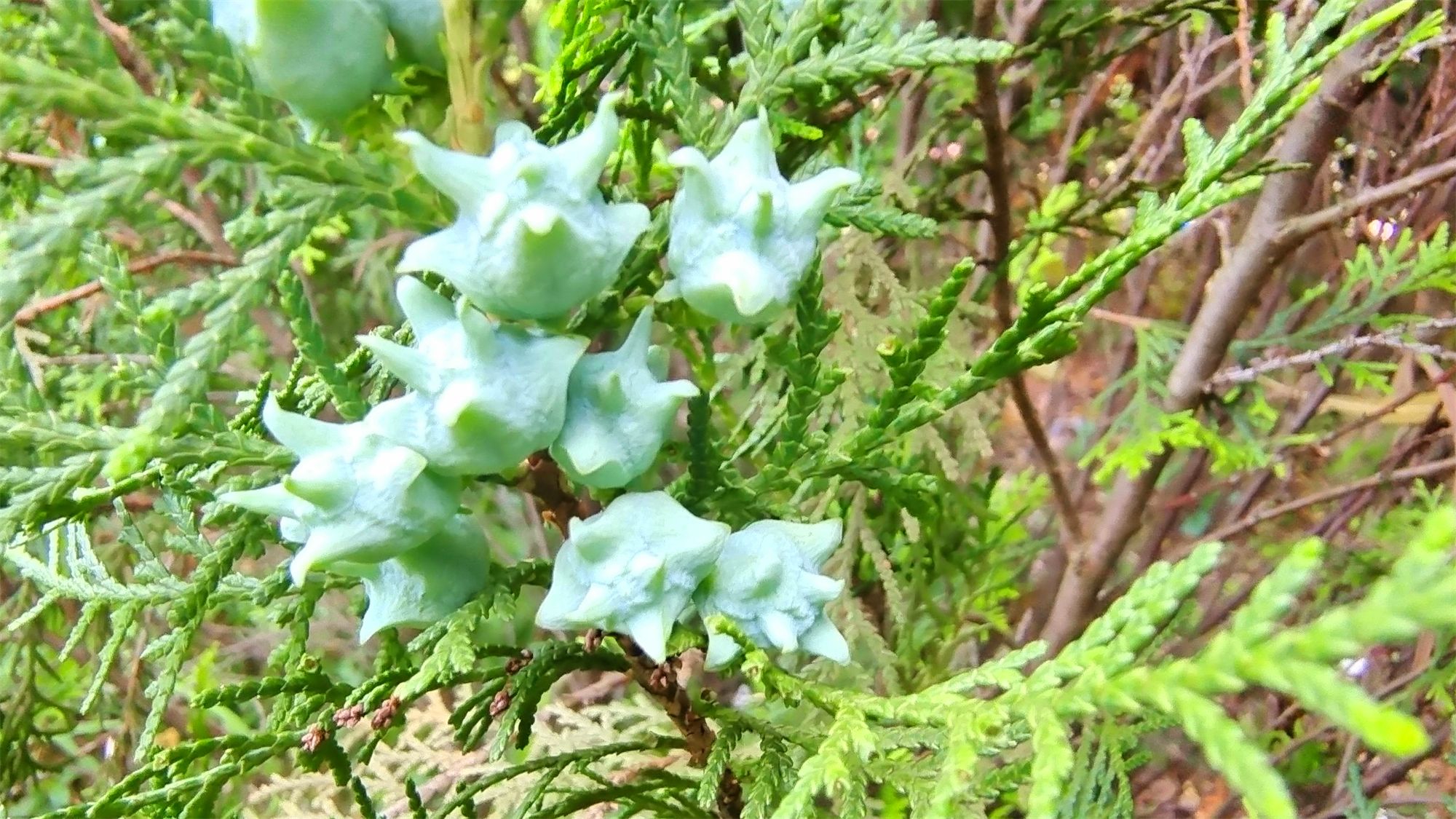 吉安随拍:侧柏树上长出“菱角”__财经头条