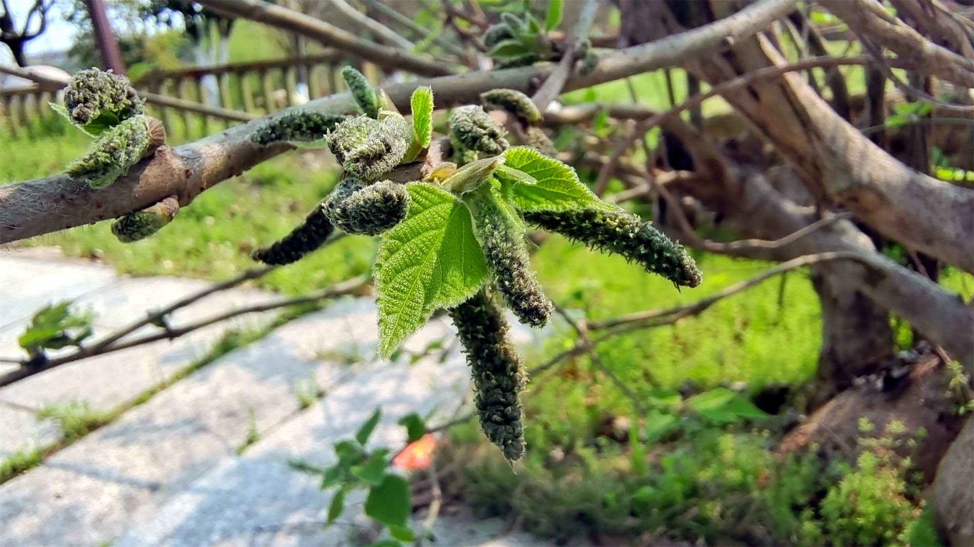吉安随拍：构树花穗形似