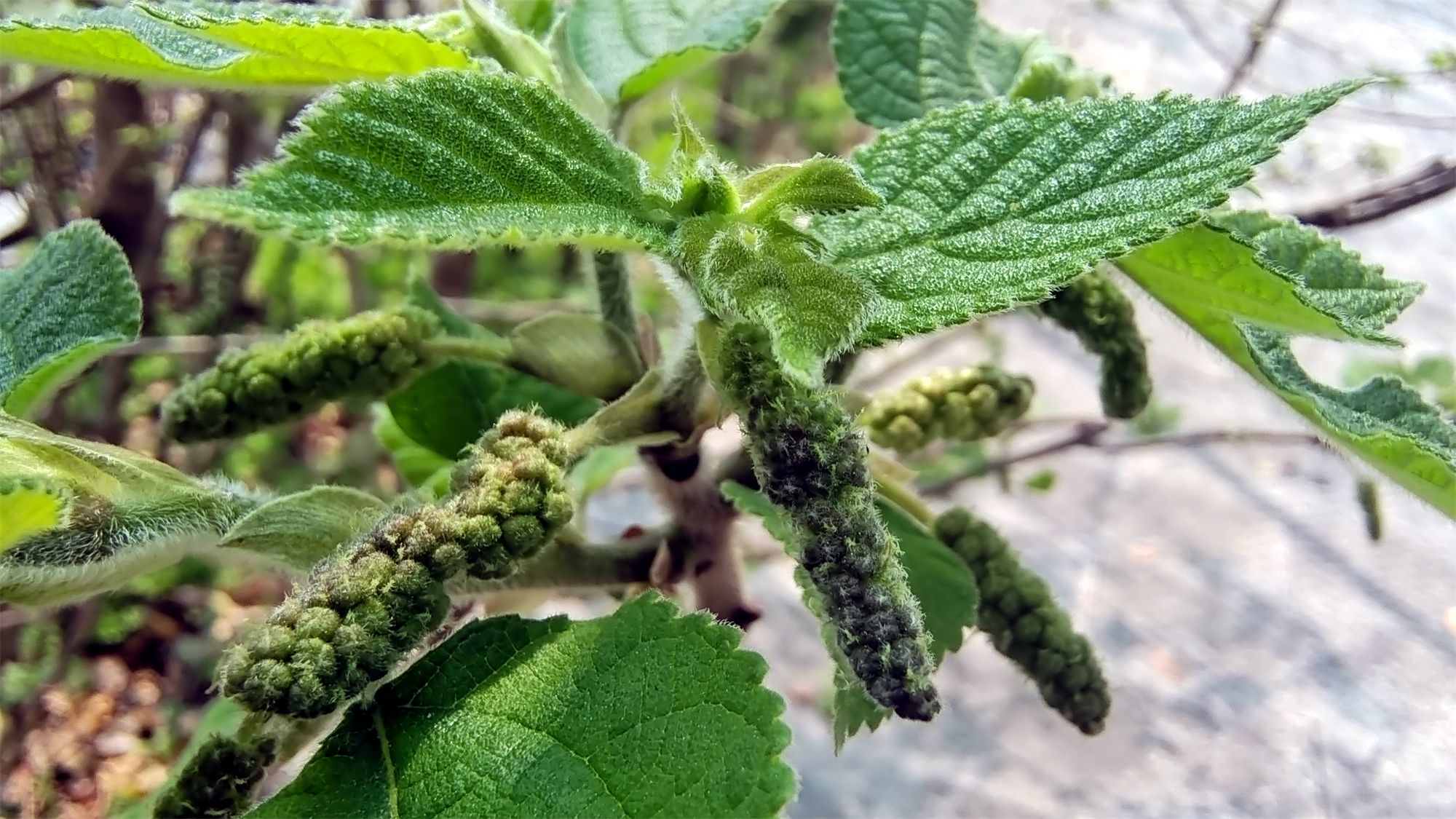 吉安随拍：构树花穗形似