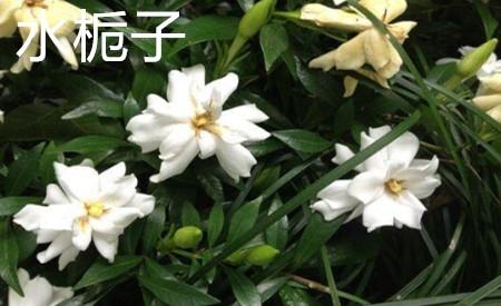 水栀子和黄栀子的区别__财经头条