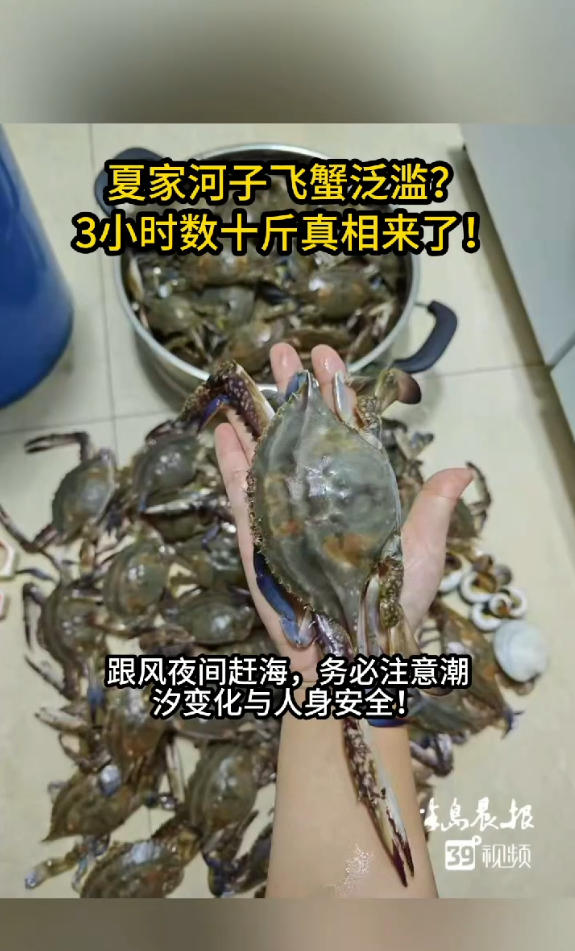 近期大连夏家河子飞蟹泛滥 有人一晚抓数十斤