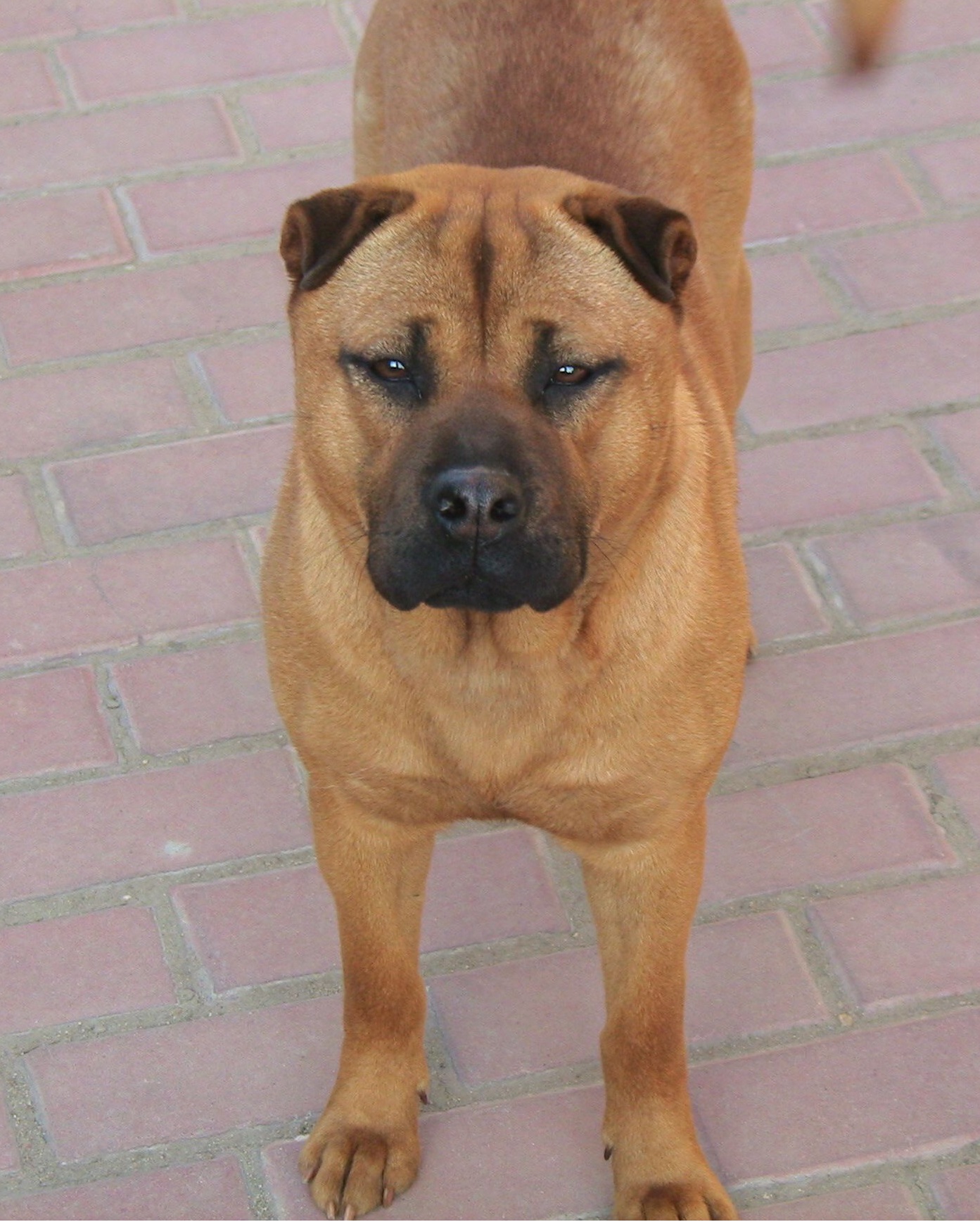 骨嘴沙皮犬,我国原生态古老犬种,可惜已濒临灭绝