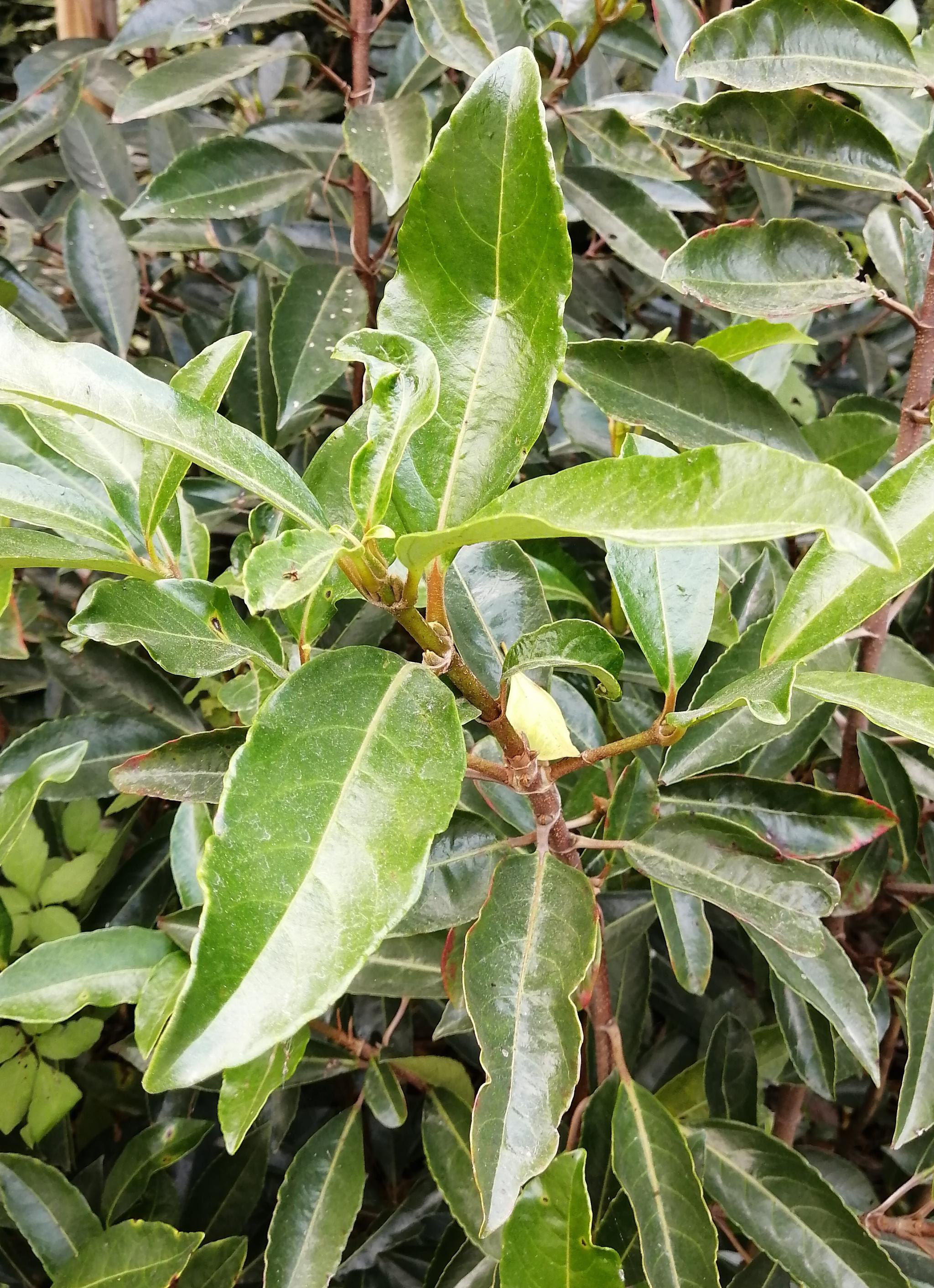 下午,来小树林边欣赏珊瑚树