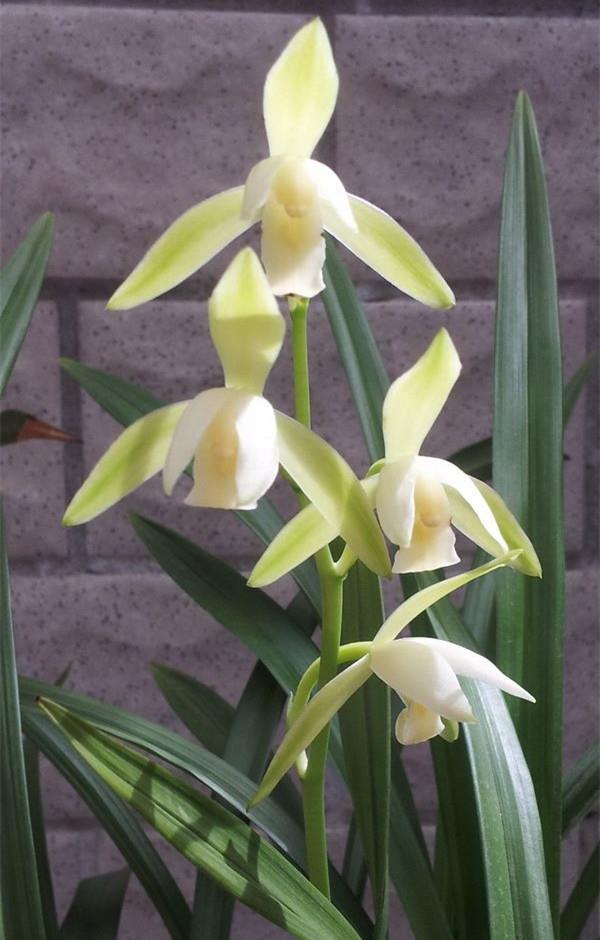 大凤素是目前种植最广的兰花品种,也是新手入门的最佳选择,它的价格也