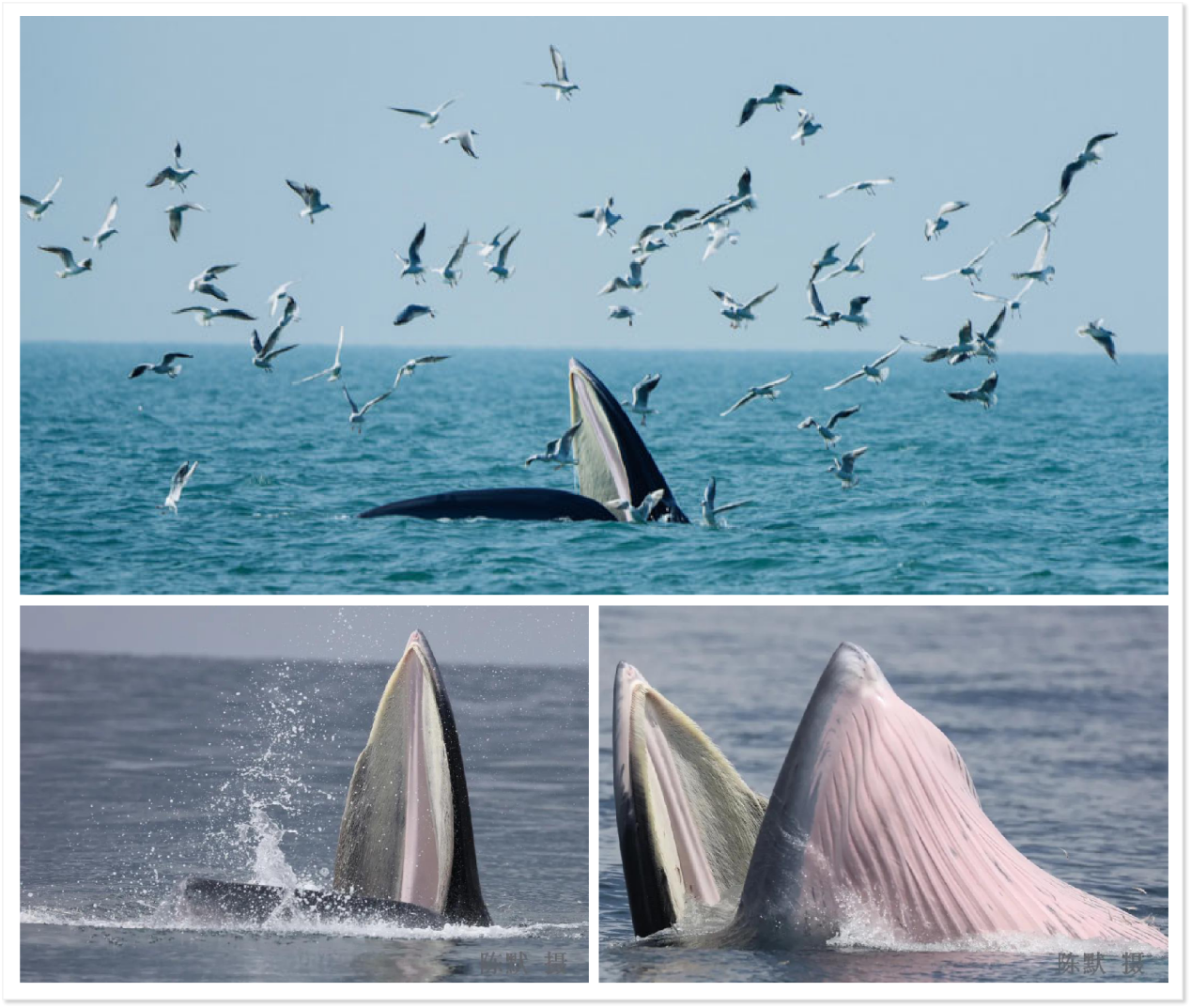 从北部湾海域的布氏鲸说起——科考纪实(二)__财经头条