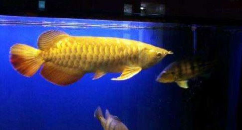 摩尔庄园金龙鱼什么时间出现 钓取金龙鱼的方法有哪些