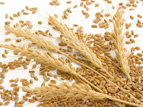 赢咖5平台官网乌克兰2021-22年度小麦出口同比增长22%，价格创历史新高