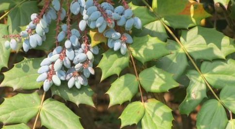 此树鸟不停留,人称"鸟不宿",价值很高,见到请重视