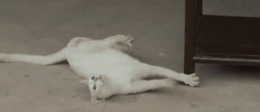 于正，还猫来！《当家主母》被质疑毒死真猫，晒花絮以力证清白！休闲区蓝鸢梦想 - Www.slyday.coM