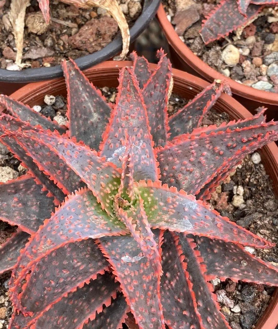 带花纹的圣诞芦荟随意浇水不挑环境很好养