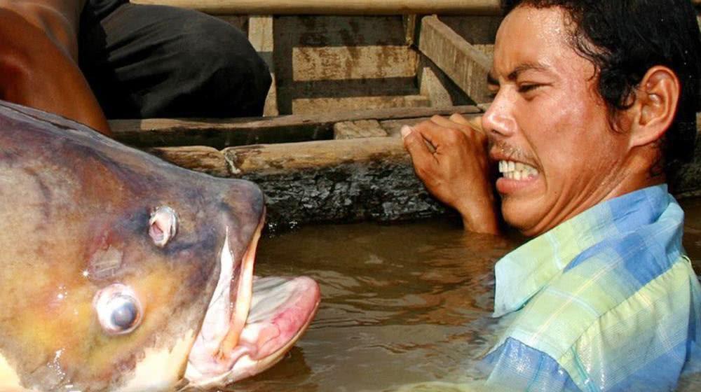 水怪|吃人|鲶鱼_新浪新闻