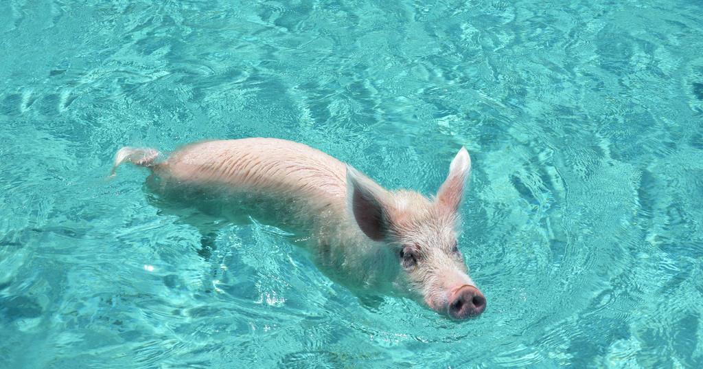 这里是"猪的天堂",天天游泳还有人喂,每年吸引无数游客!