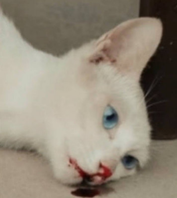 于正，还猫来！《当家主母》被质疑毒死真猫，晒花絮以力证清白！休闲区蓝鸢梦想 - Www.slyday.coM