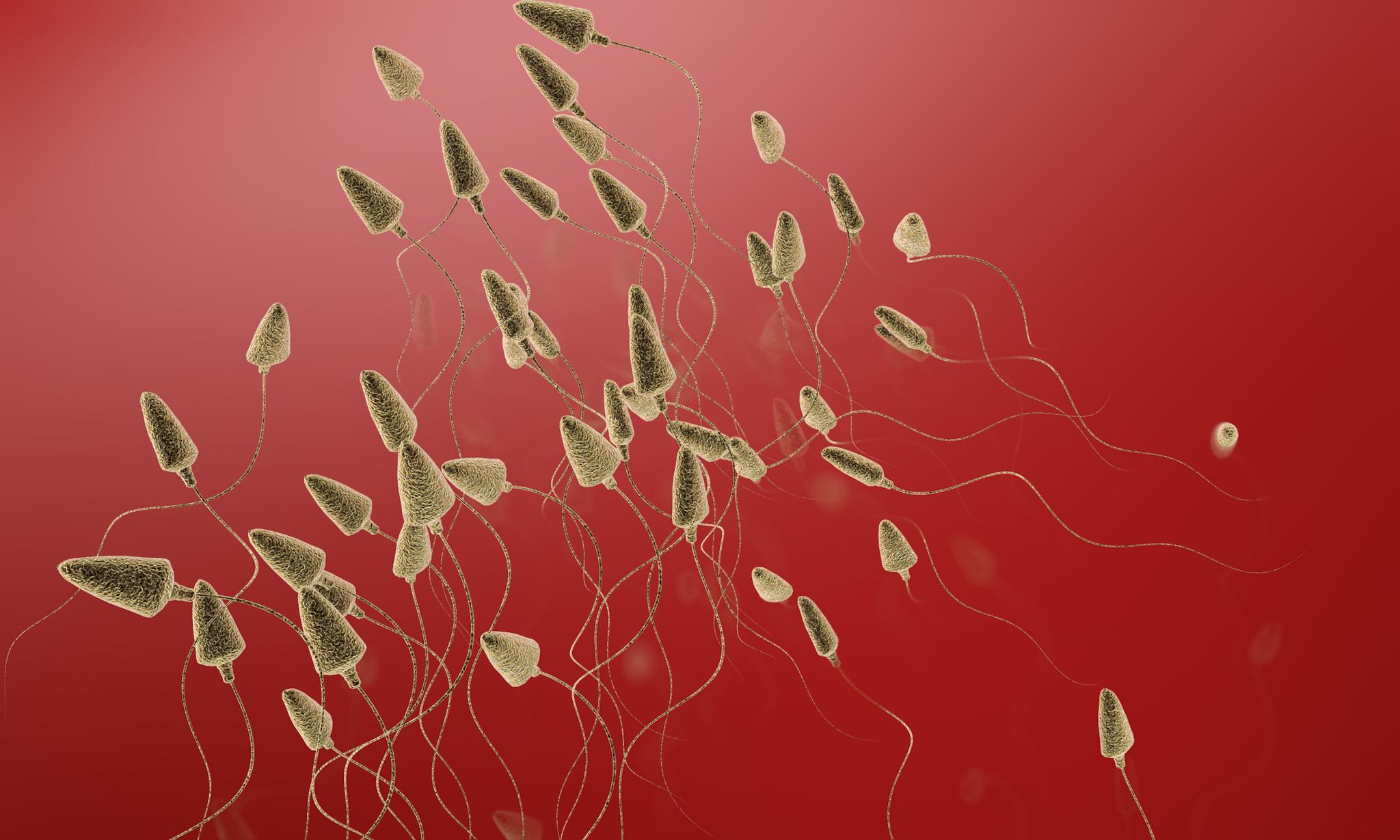 蜜獾勺状阴茎骨真相 蜂蜜品牌选择指南