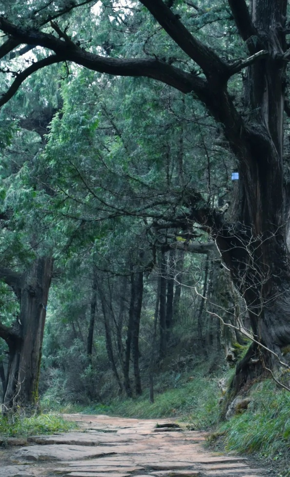 一起去感受剑阁绿意葱茏的翠云廊