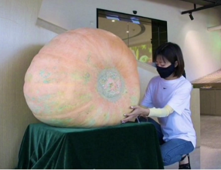 200多斤! 四川成都种出惊天大瓜,四五个人才能抬起