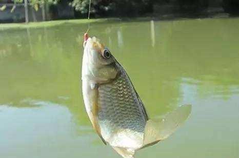 咸鸭蛋黄钓鲫鱼你不知道吧