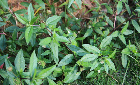 农村路边一些看似不起眼杂草,它有着独特价值,遇到就采一点!