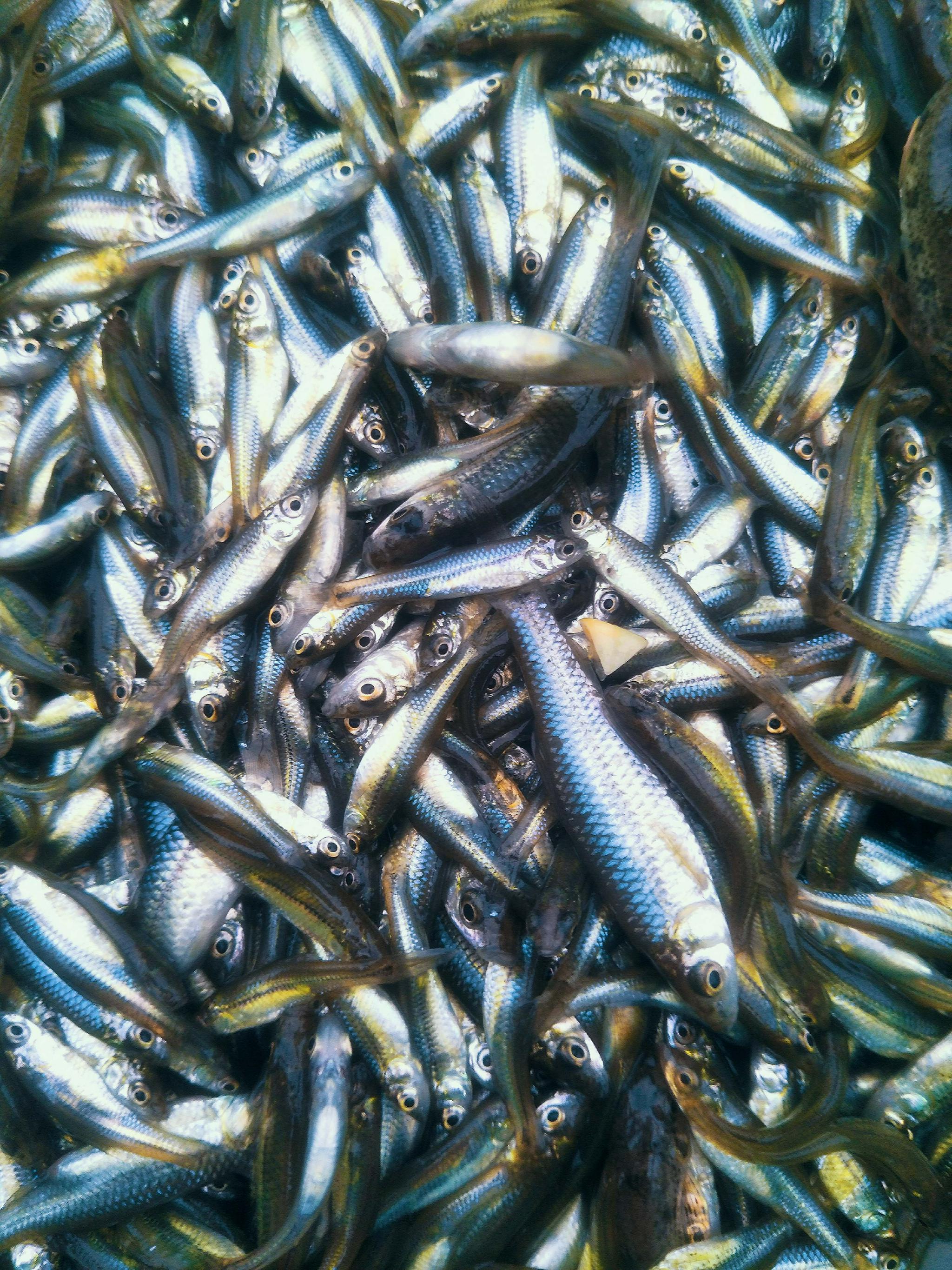 川丁子鱼原创拍摄