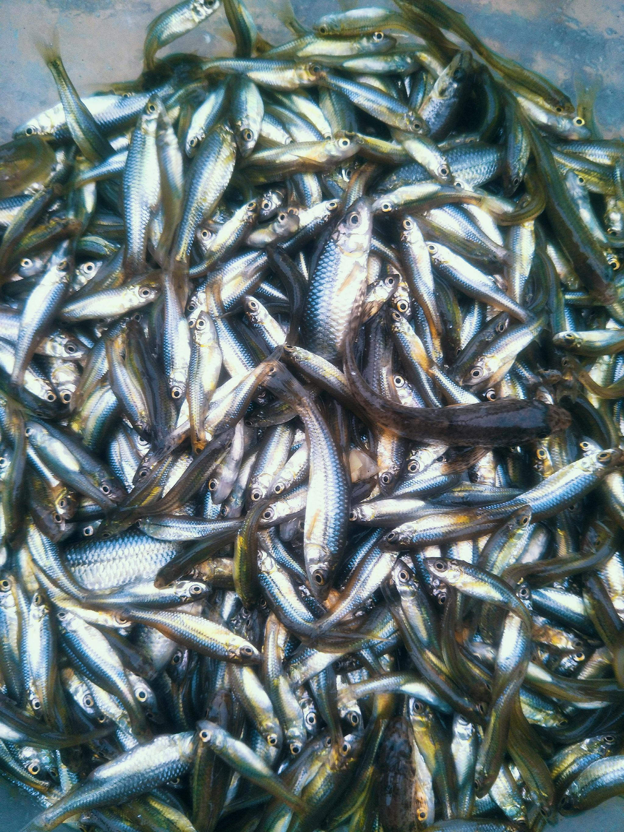 川丁子鱼原创拍摄