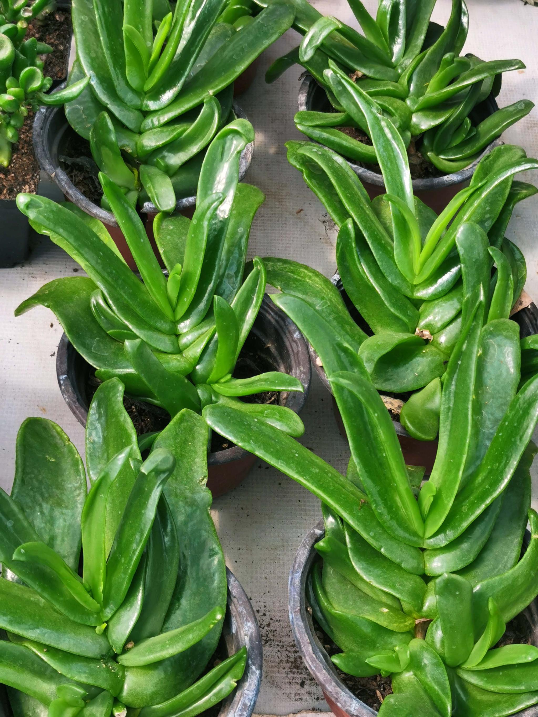 多肉植物佛手掌原创拍摄