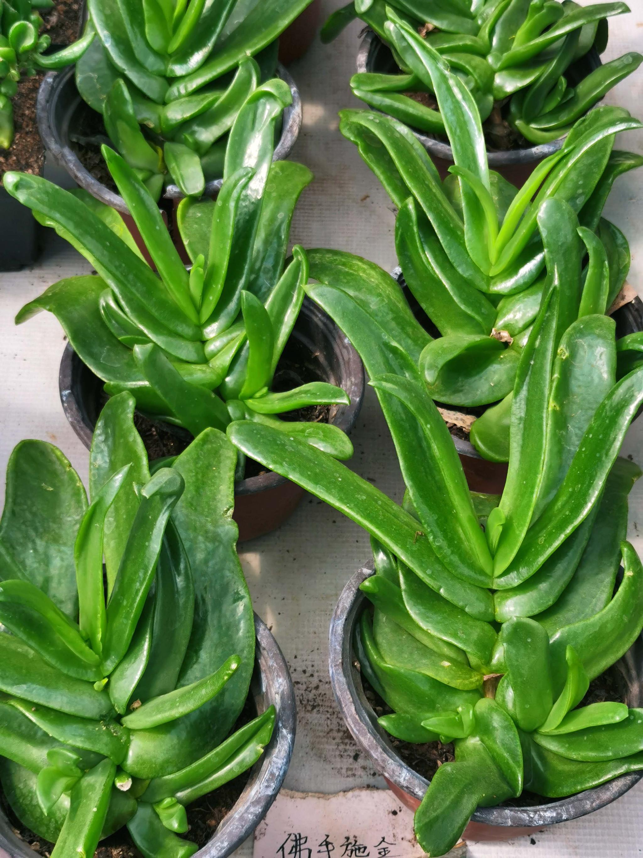 多肉植物佛手掌原创拍摄