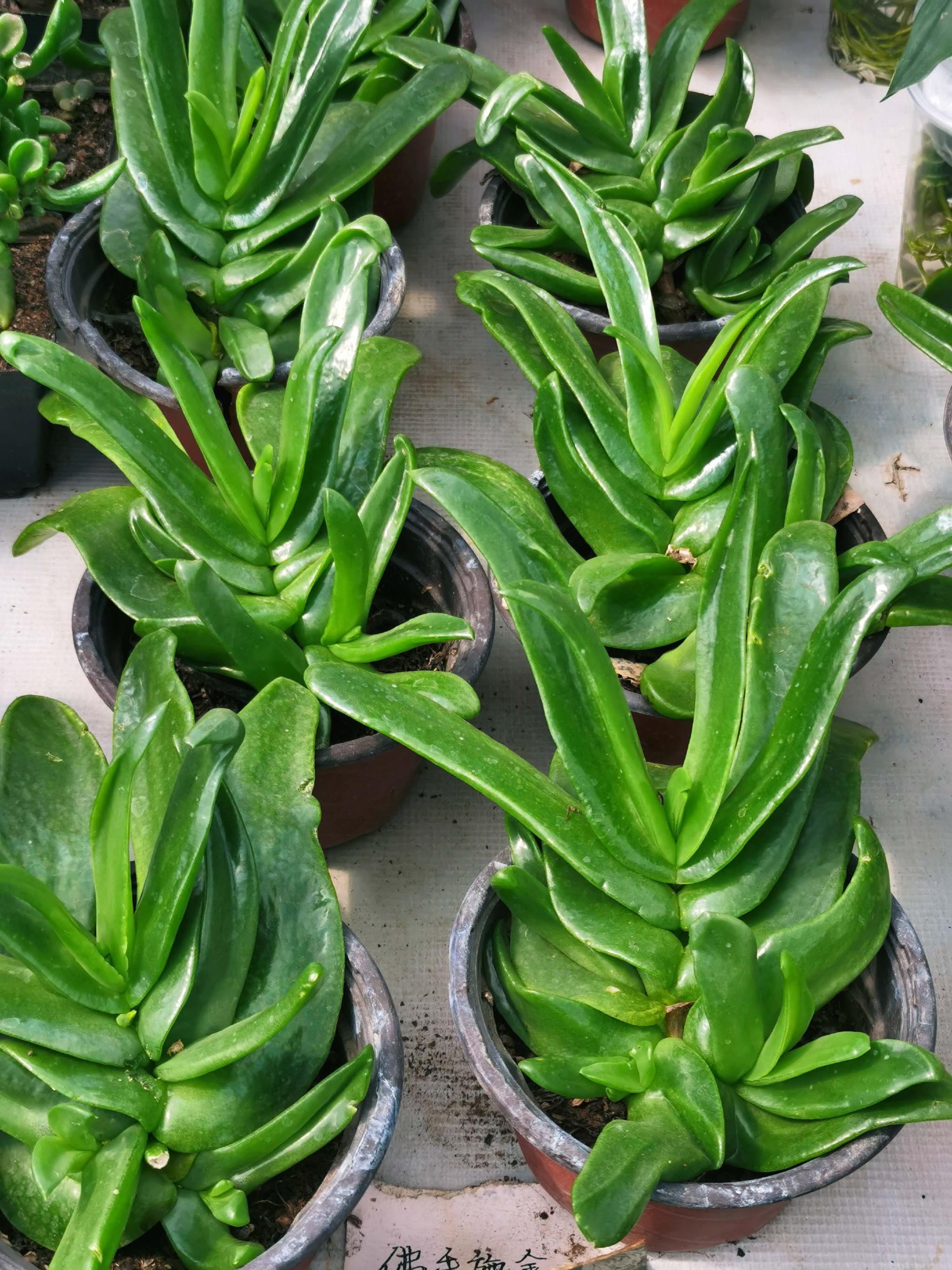 多肉植物佛手掌原创拍摄