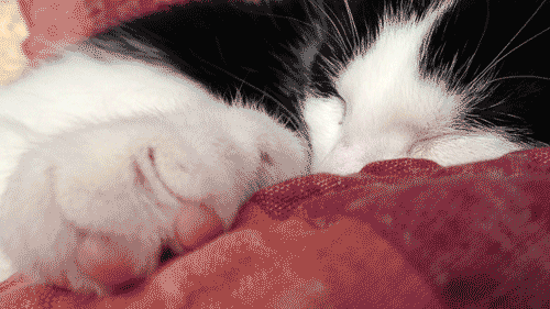 你有多久没有听过家里猫咪的呼噜声了?休闲区蓝鸢梦想 - Www.slyday.coM 你有多久没有听过家里猫咪的呼噜声了?休闲区蓝鸢梦想 - Www.slyday.coM