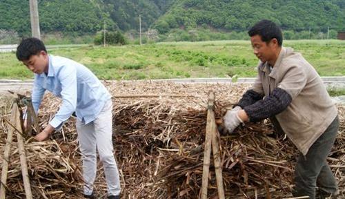 黑山羊行情好，很多人想养殖，你知道一只羊一年要吃多少草吗？