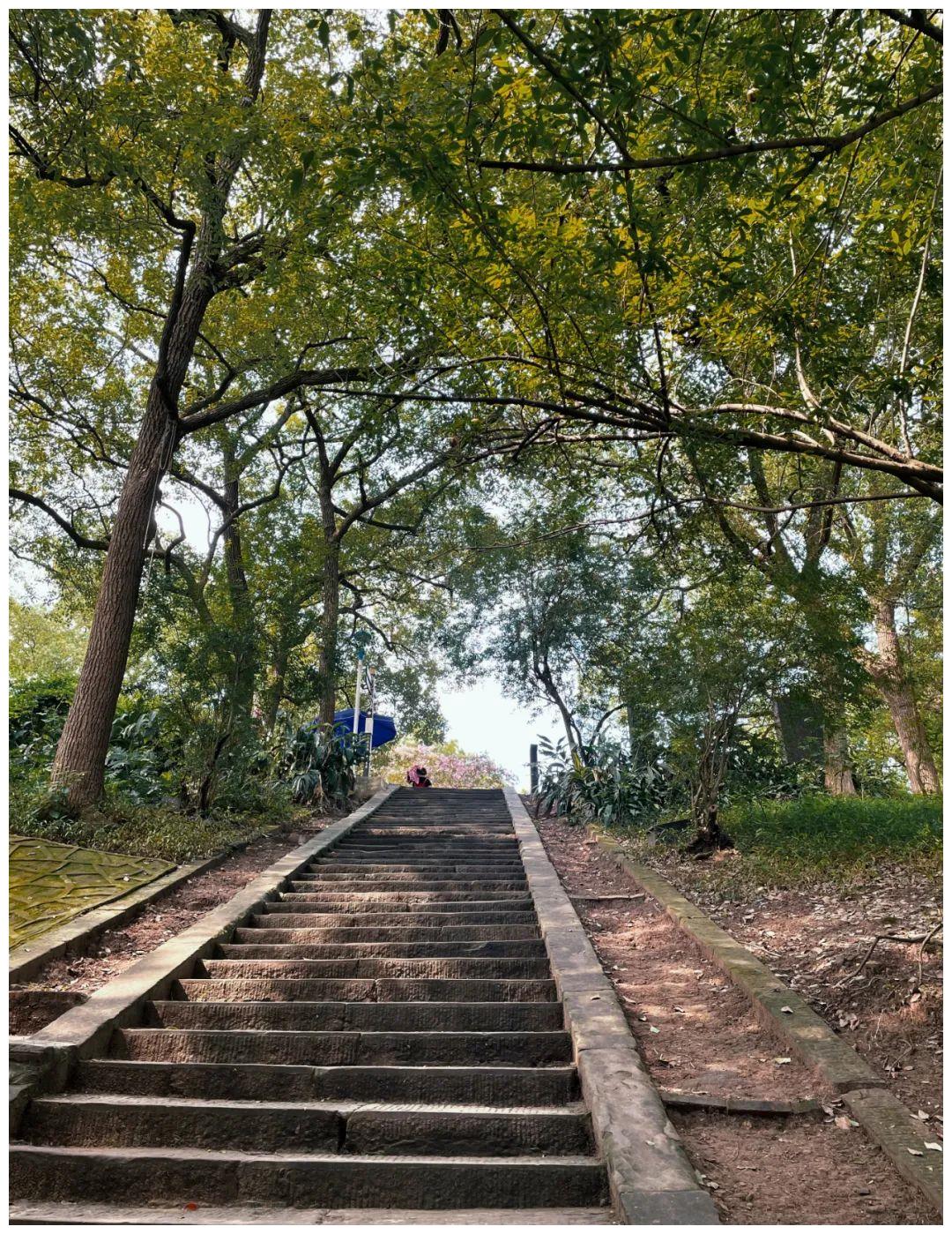 今日头条:再见,富顺五府山!