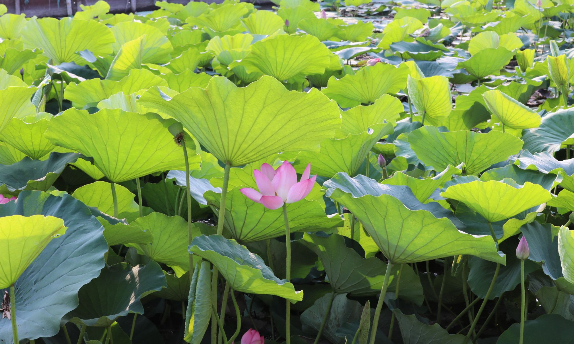 荷花池的荷花绽放光彩