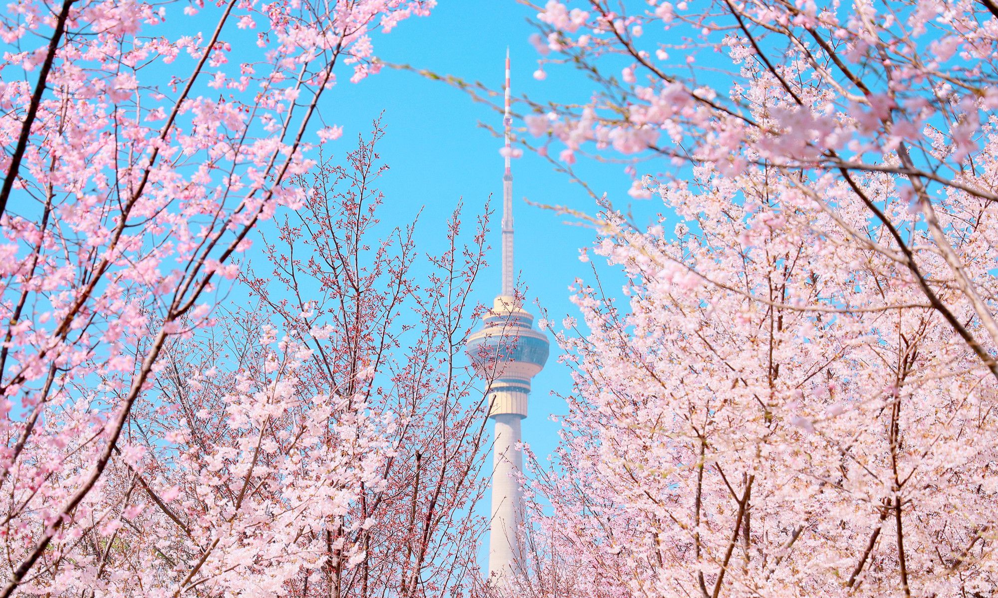 又是一年樱花季,玉渊潭公园2021年春季赏花文化活动今天开幕啦!