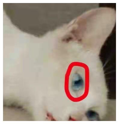 《当家主母》虐猫?群演称是被电死的!蒋勤勤发文回应休闲区蓝鸢梦想 - Www.slyday.coM 《当家主母》虐猫?群演称是被电死的!蒋勤勤发文回应休闲区蓝鸢梦想 - Www.slyday.coM