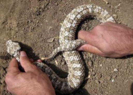 蛇与蜘蛛相斗,吓坏一旁观看的男子,最终谁胜谁负?