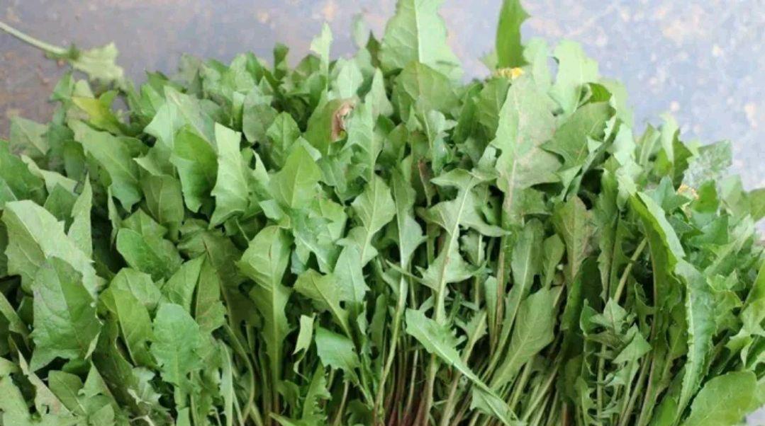人称山莴苣嫩叶是美味野菜根是败火中药材使用价值非常高