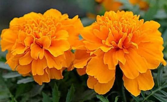 24小时开放的花有吗?考拉园艺网带你了解24小时分别开放的花