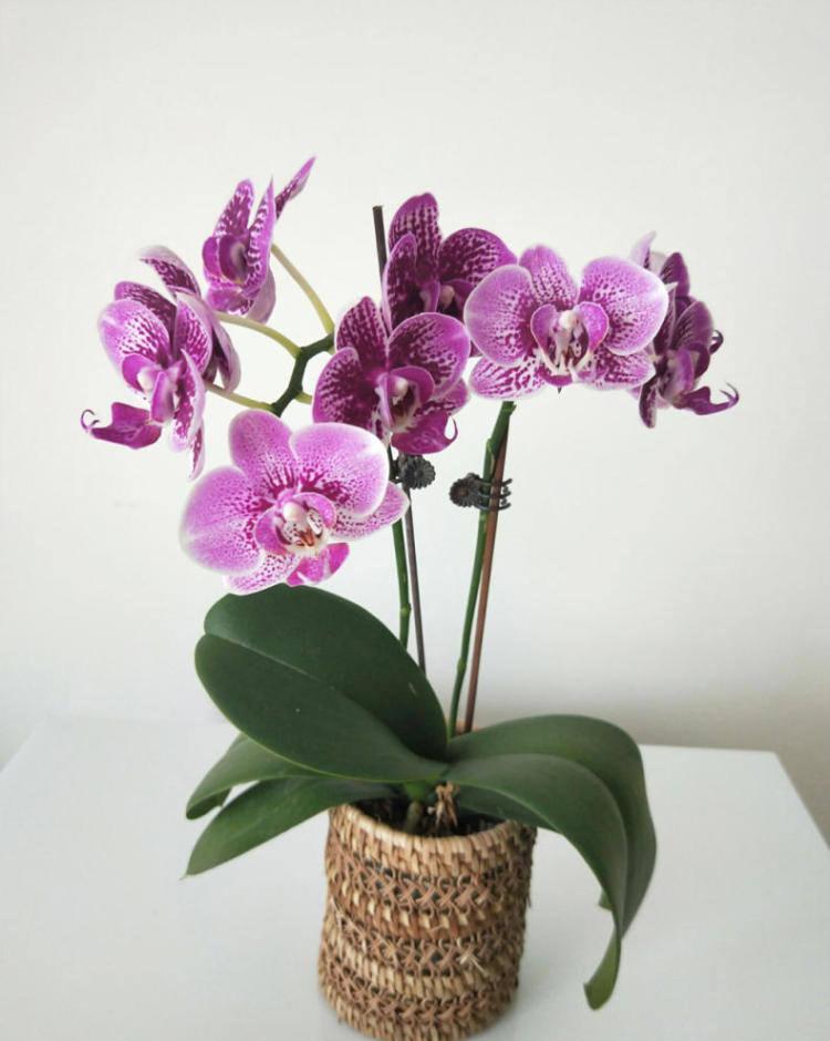 入春之后凤仙花,金鱼吊兰,蟹爪兰都纷纷开出窜花苞开花,而蝴蝶兰也在