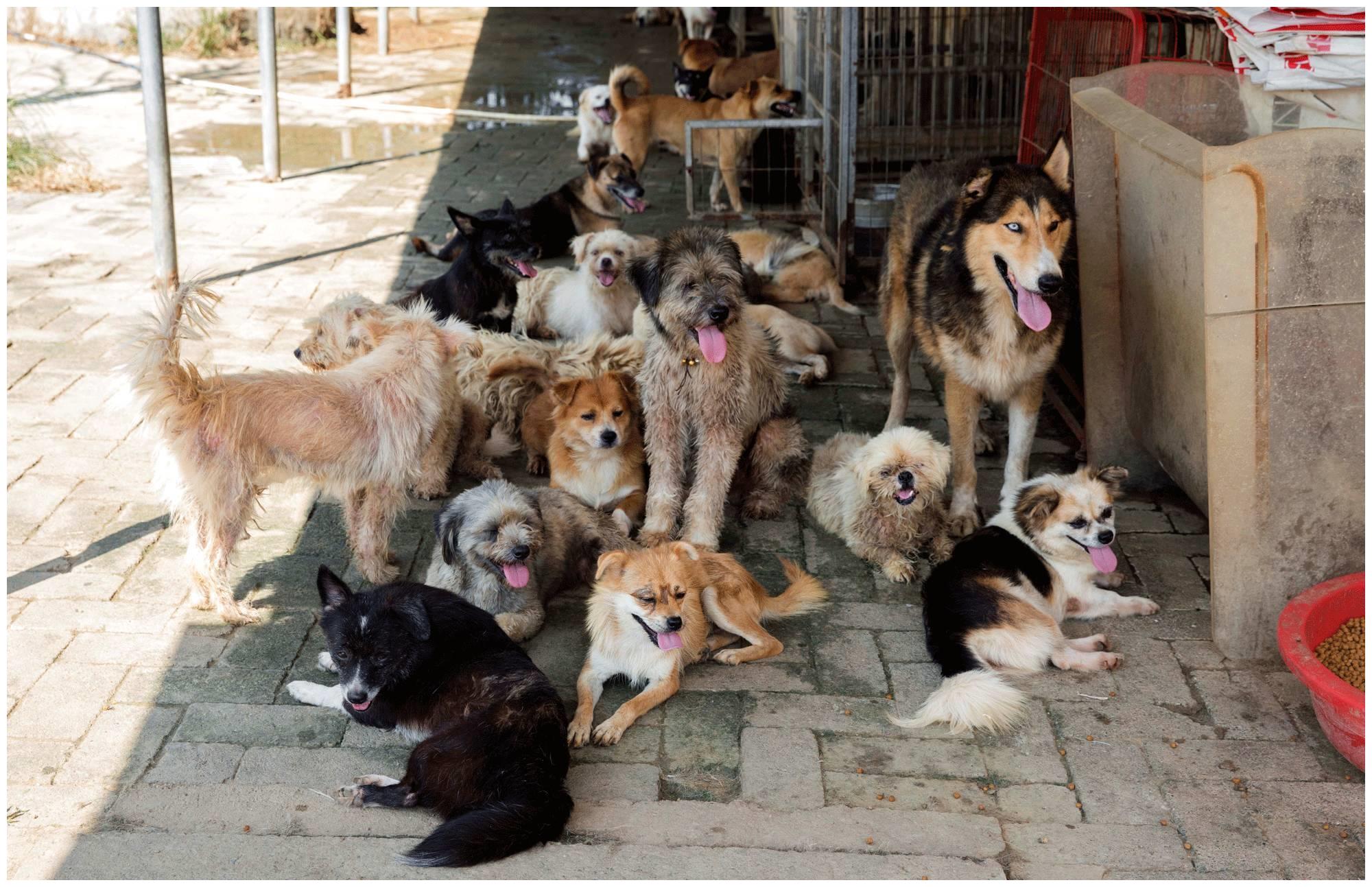 可怜的流浪狗,你们的出现,全都是"爱狗人士"造成的!