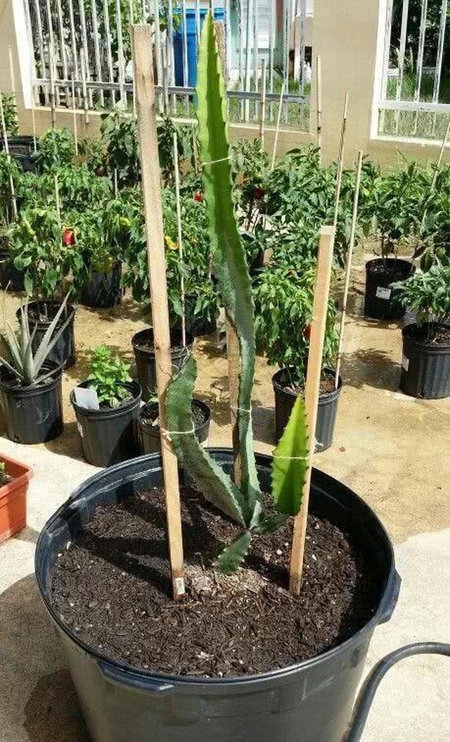 扦插好养活,开花结果1年时间就够了|火龙果|果盆|盆栽_新浪新闻