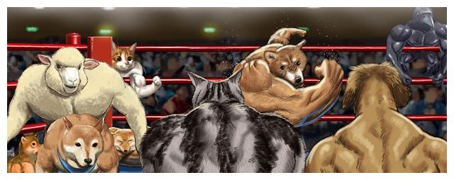 似相扑选手的日本柴犬,超强肌肉连兽医也惊讶
